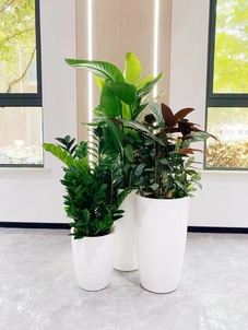 宁波绿化修剪价格全解析，快来看一看！